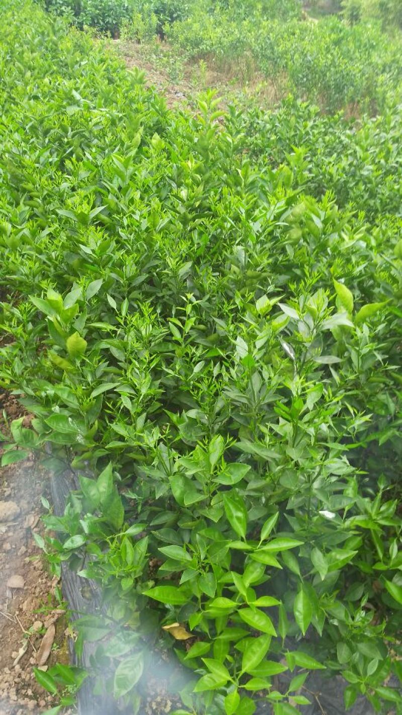 冰糖橙树苗30~50cm