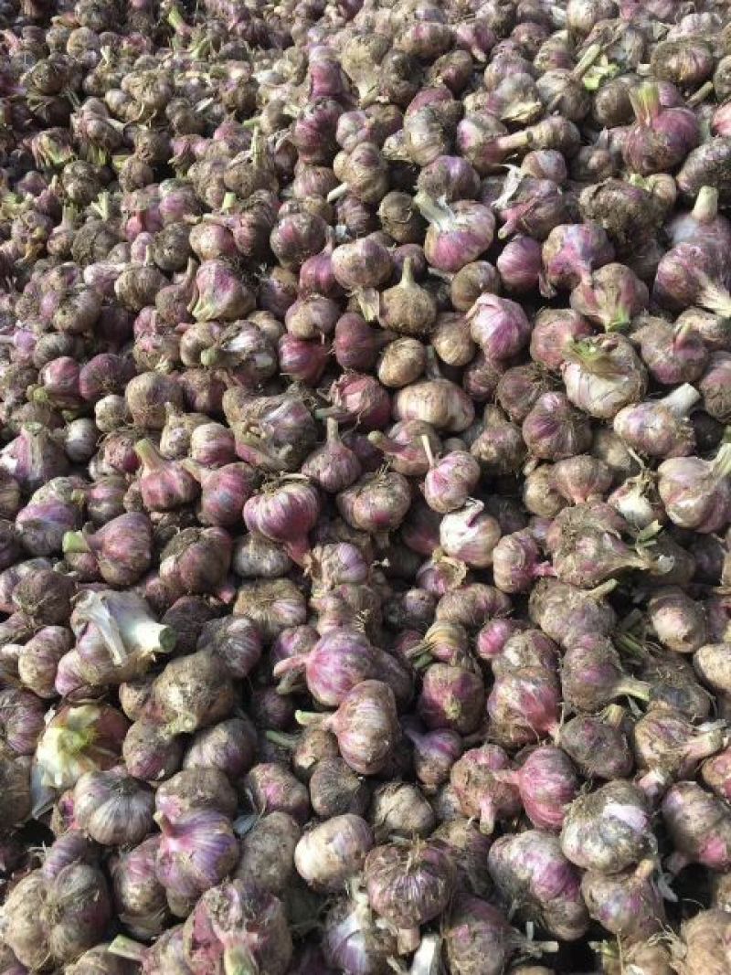大蒜混级统货鲜蒜