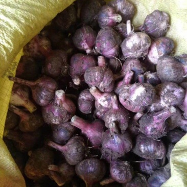 大蒜混级统货鲜蒜