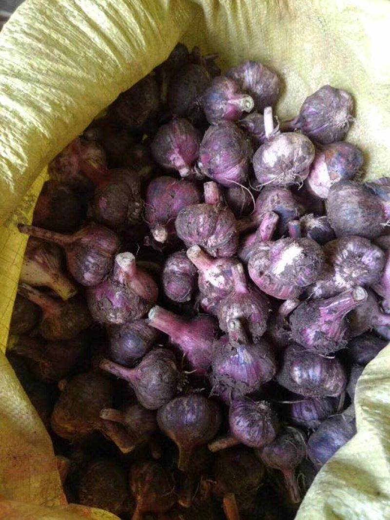 大蒜混级统货鲜蒜