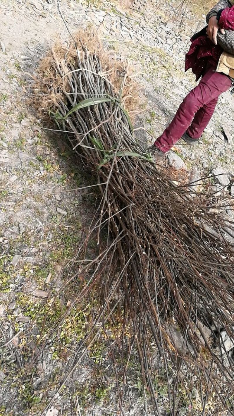 拐枣红拐枣苗万寿果苗三年苗柺枣定植后隔年可挂果