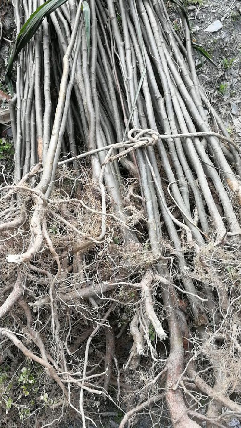 拐枣红拐枣苗万寿果苗三年苗柺枣定植后隔年可挂果