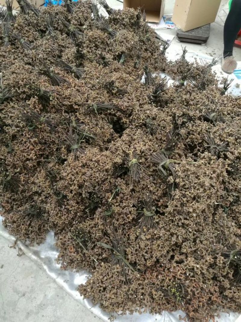 拐枣红拐枣苗万寿果苗三年苗柺枣定植后隔年可挂果