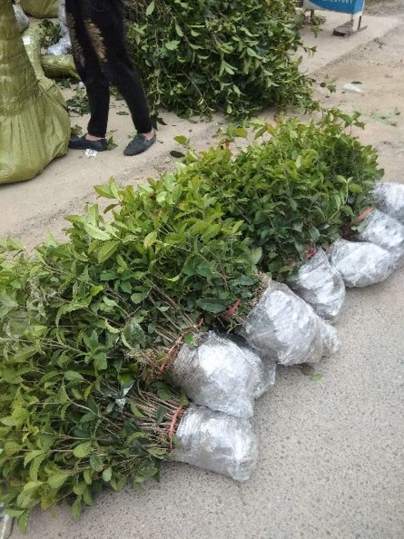 四季桂苗四季桂花苗，月月桂花树苗，花期长