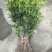 四季桂苗四季桂花苗，月月桂花树苗，花期长