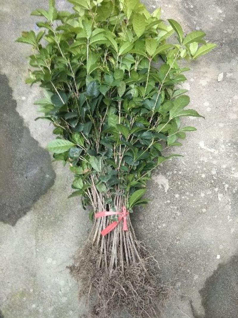 四季桂苗四季桂花苗，月月桂花树苗，花期长