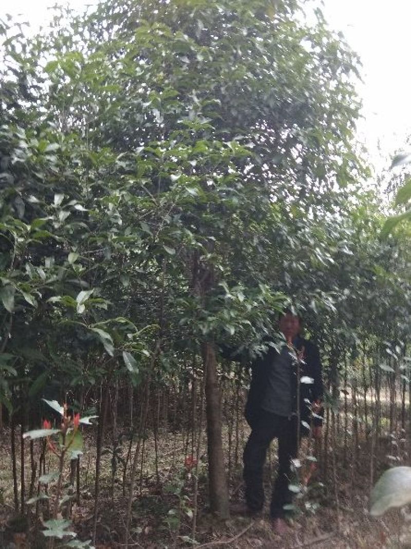 金桂，八月桂，丹桂，四季桂月月桂花树苗批发