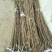 阳丰甜柿子树苗80~100cm