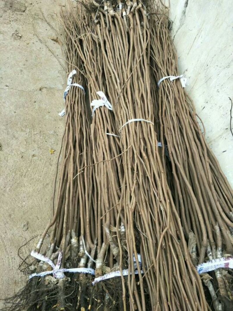 阳丰甜柿子树苗80~100cm
