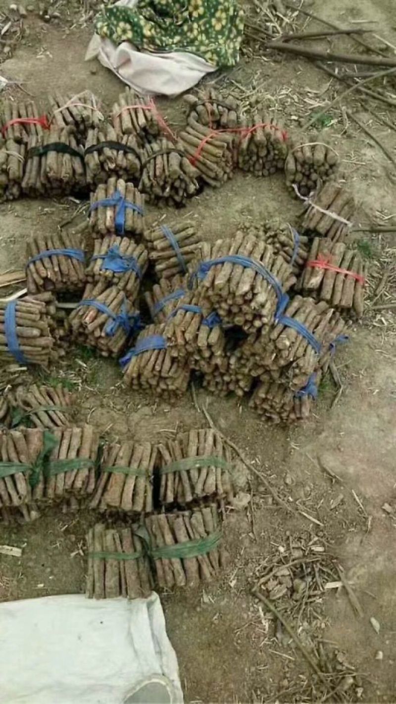 桐树根