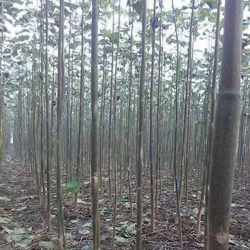 桐树根