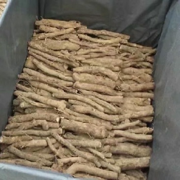 泡桐根