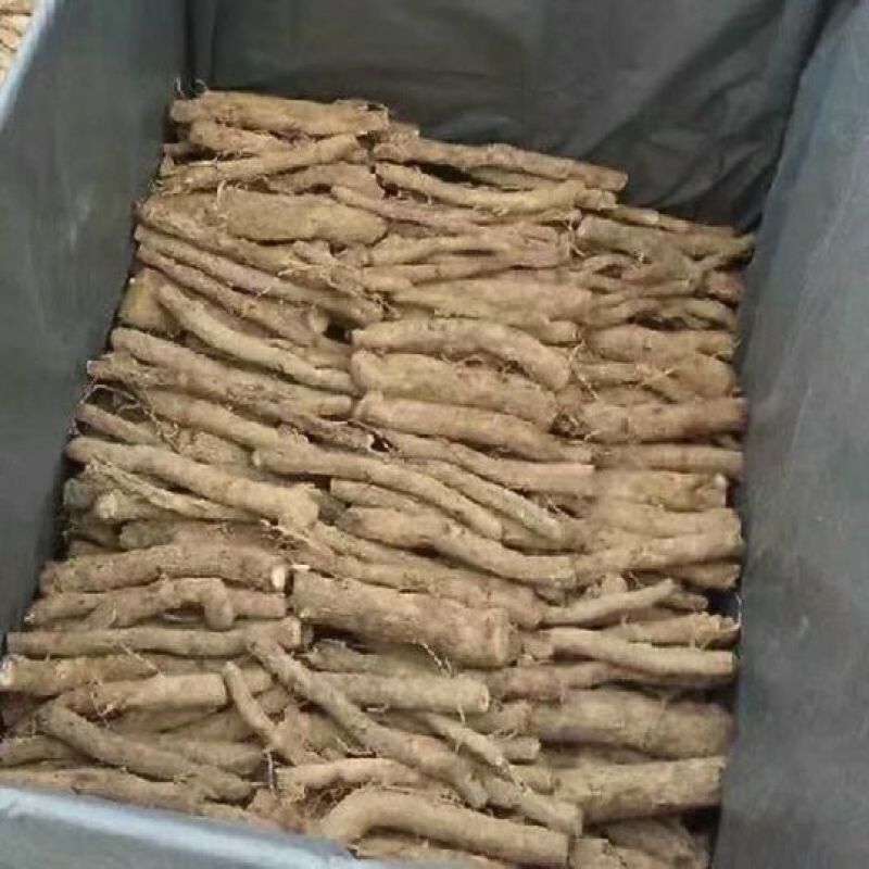 泡桐根