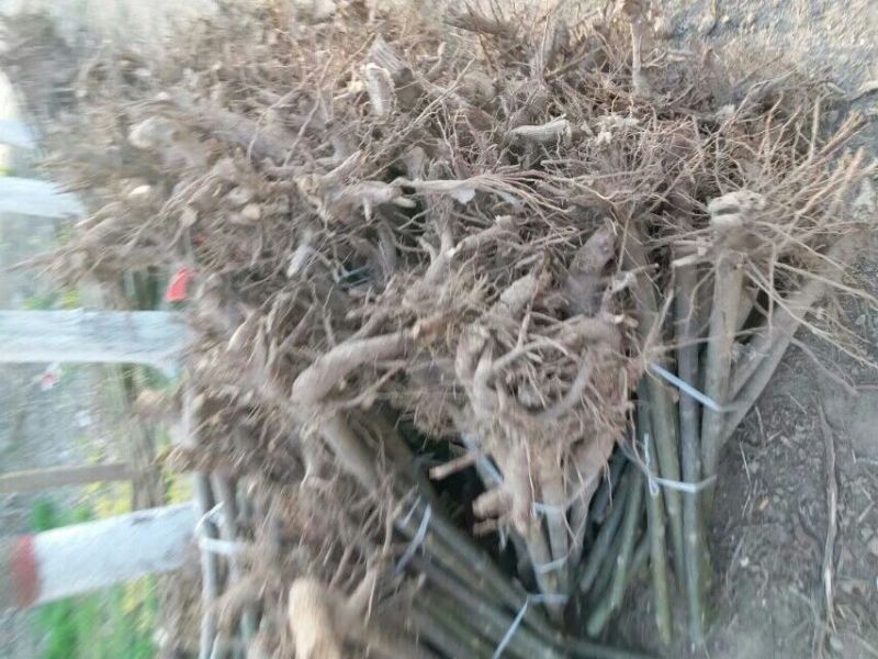 泡桐根