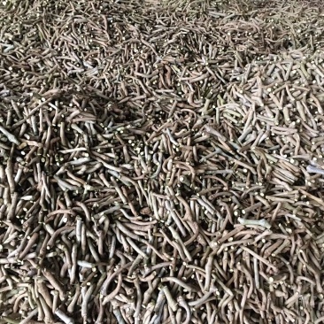 葛根种苗