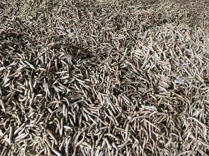 葛根种苗