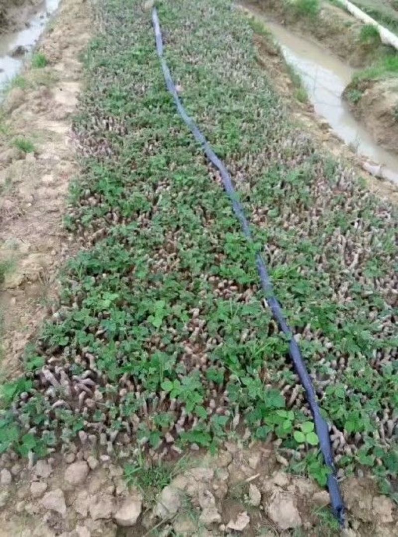 粉葛种苗