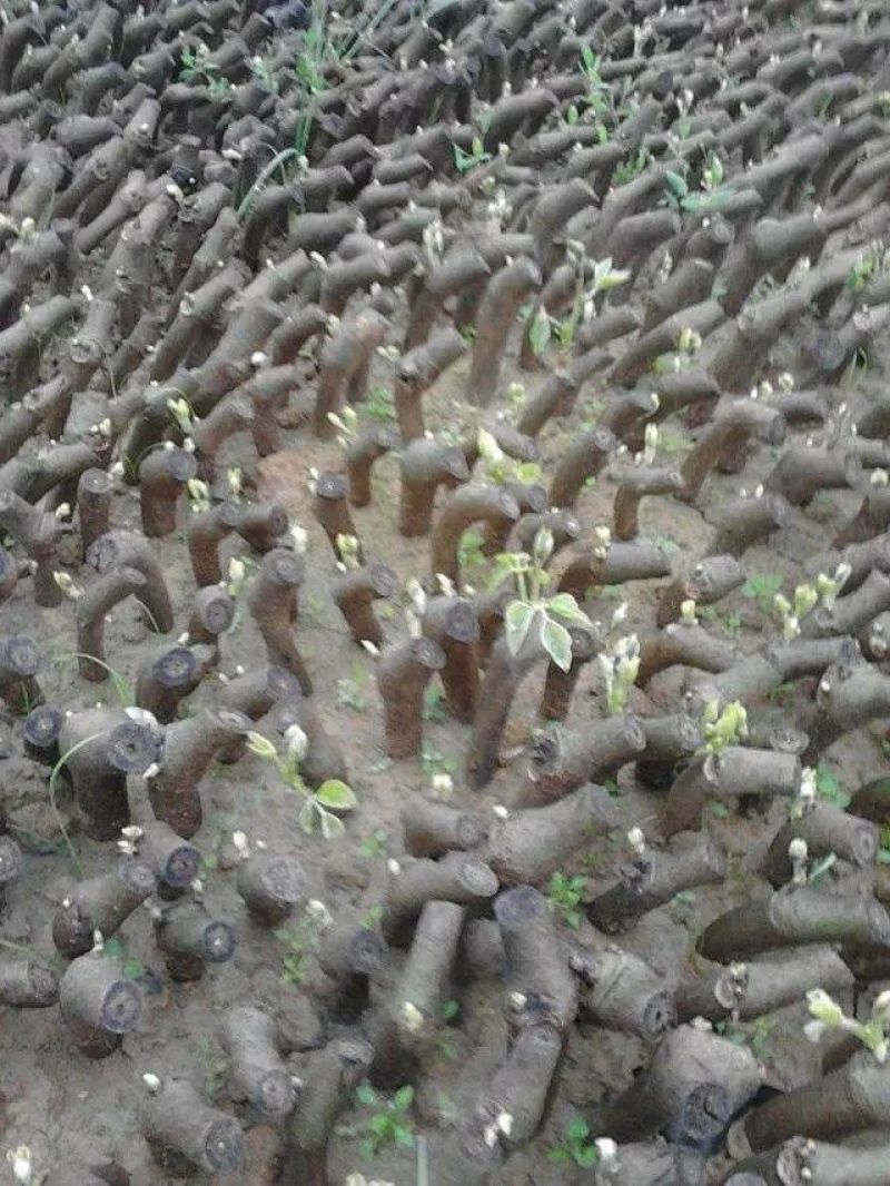 粉葛种苗