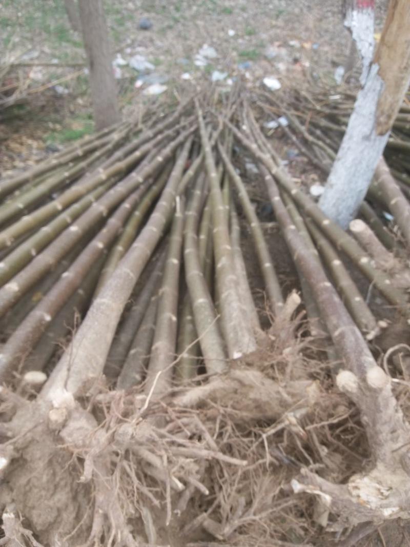 脱毒桐树根速生品种9501/2，当年可长成，育苗用桐根