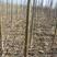 脱毒桐树根速生品种9501/2，当年可长成，育苗用桐根