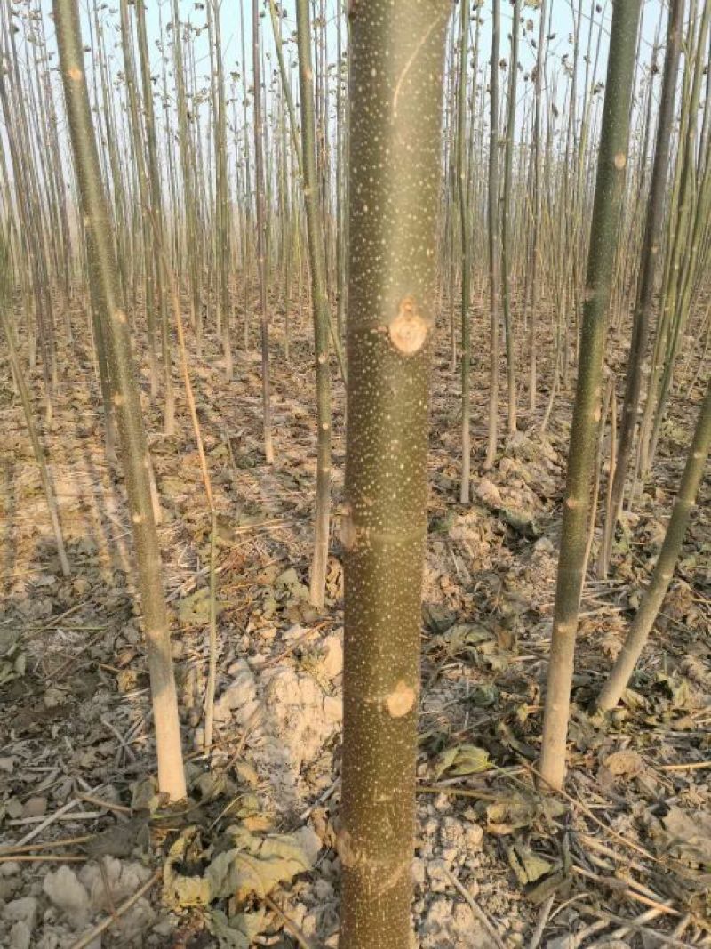 脱毒桐树根速生品种9501/2，当年可长成，育苗用桐根