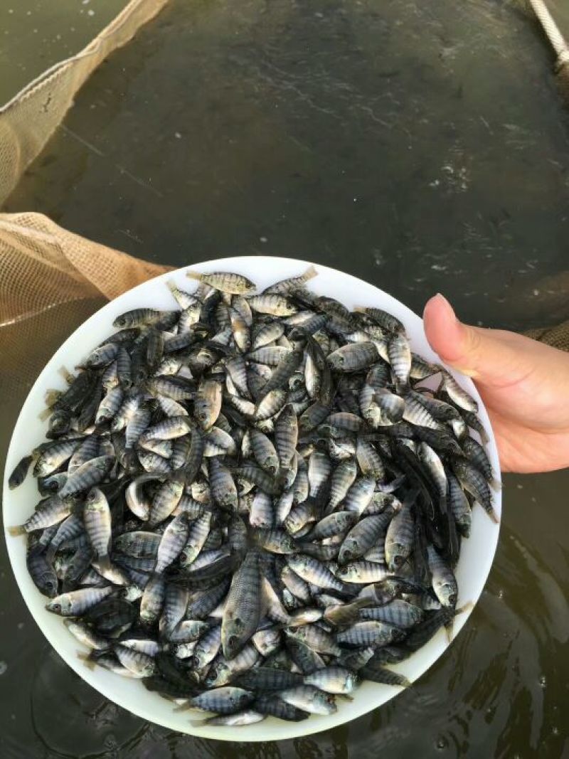 【产地发货】罗非鱼苗，海南一号罗苏丹罗非鱼苗，提供技术