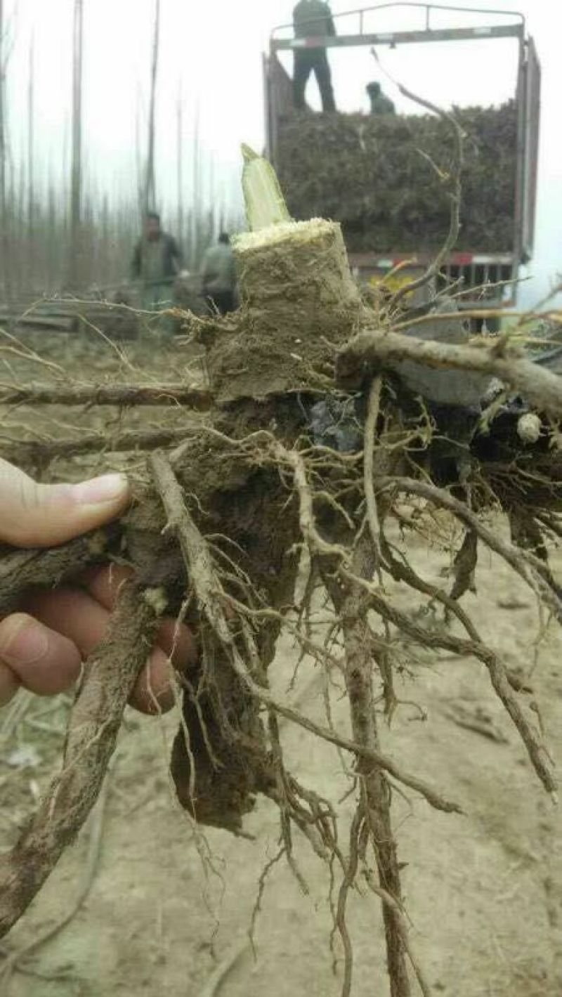 桐树根育苗专用泡桐树根