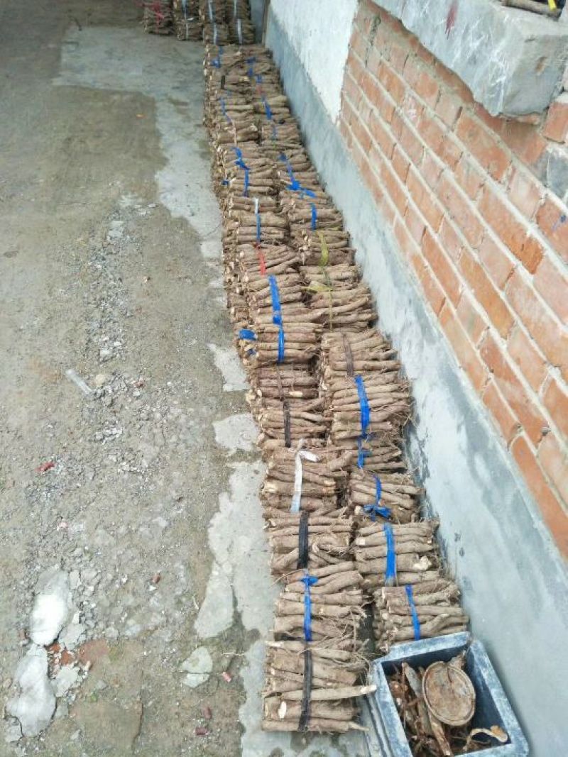 桐树根育苗专用泡桐树根