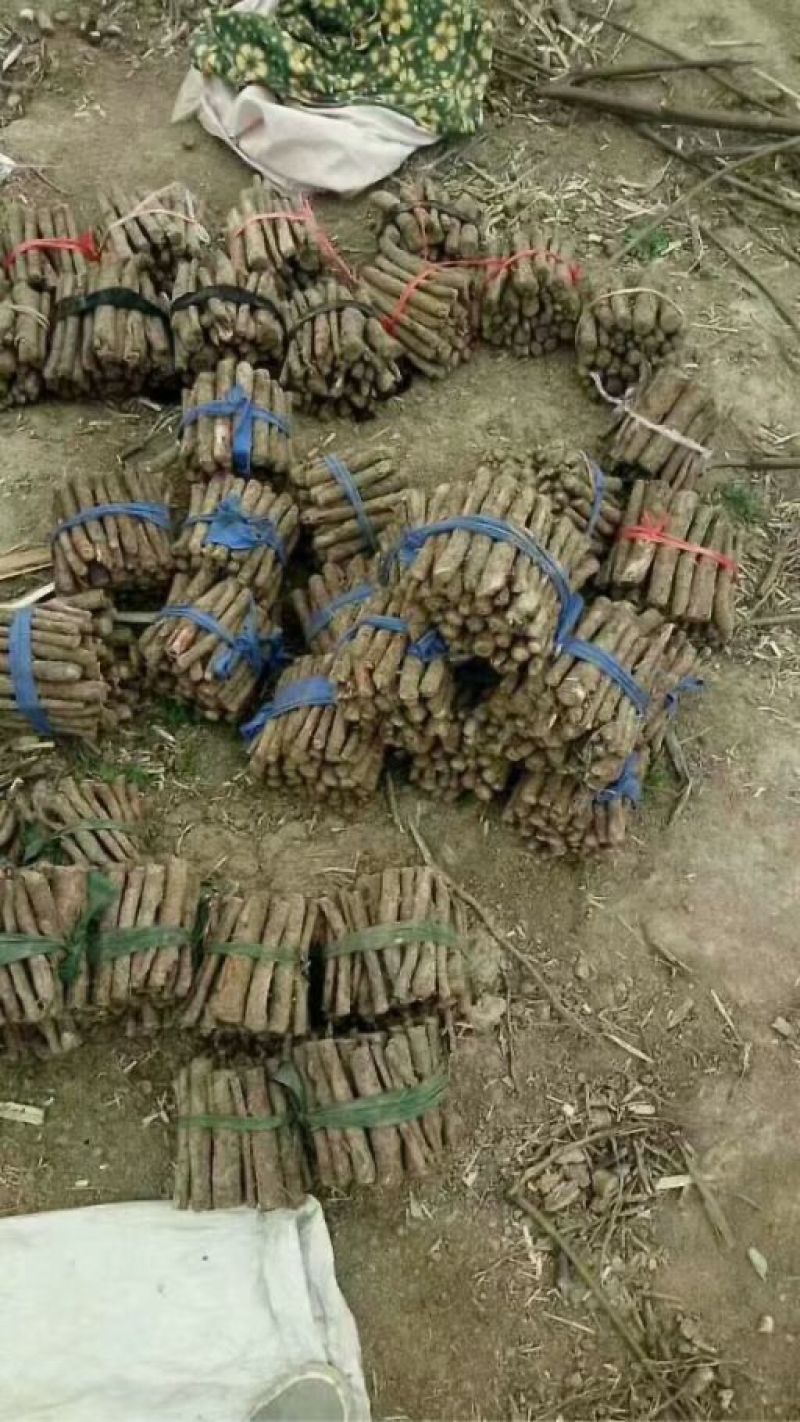桐树根育苗专用泡桐树根