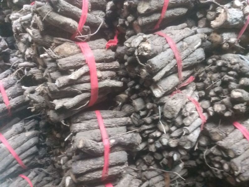 桐树根育苗专用泡桐树根