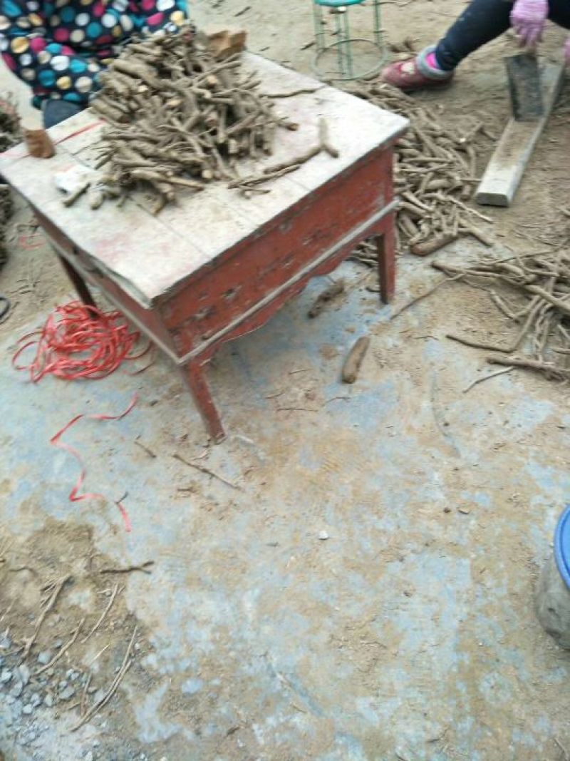 桐树根育苗专用泡桐树根