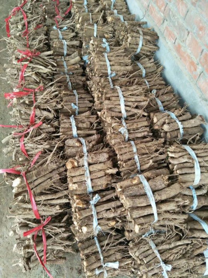 桐树根育苗专用泡桐树根