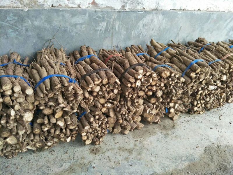 桐树根育苗专用泡桐树根