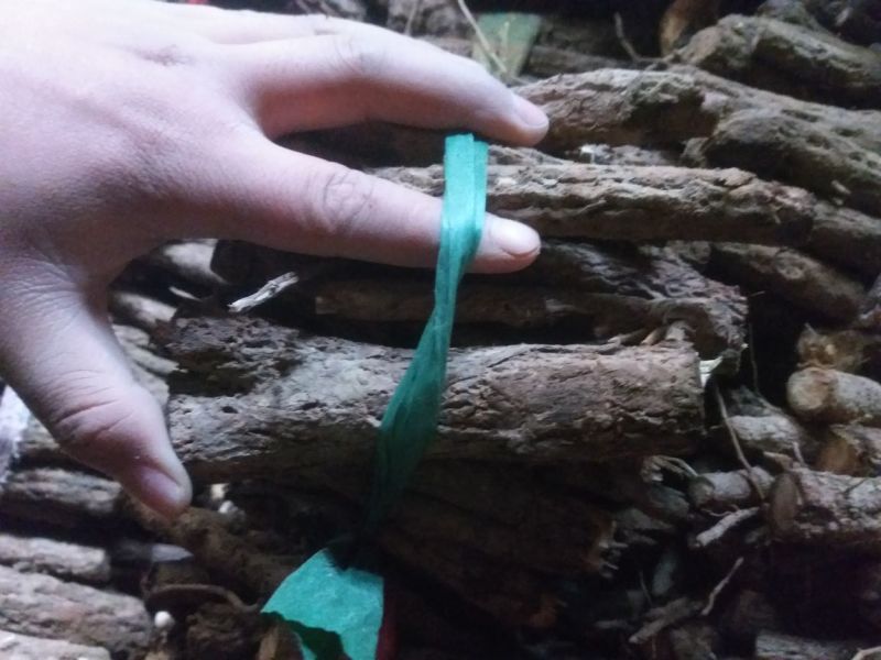 桐树根育苗专用泡桐树根