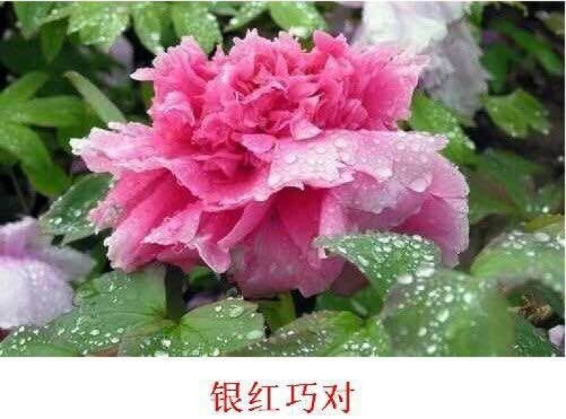优质牡丹花，包成活包开花牡丹