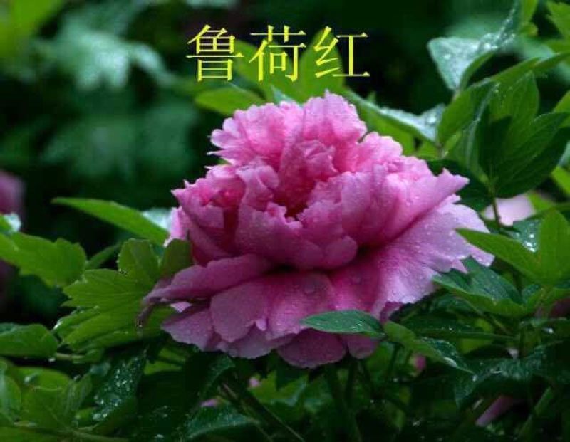 优质牡丹花，包成活包开花牡丹