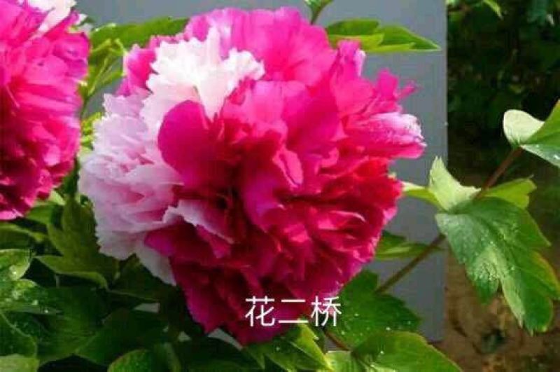 优质牡丹花，包成活包开花牡丹