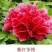优质牡丹花，包成活包开花牡丹
