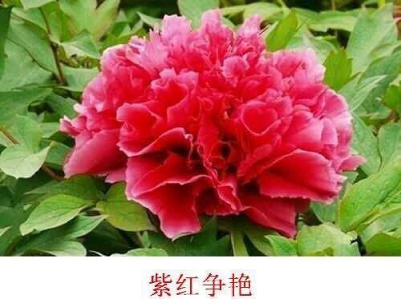 优质牡丹花，包成活包开花牡丹