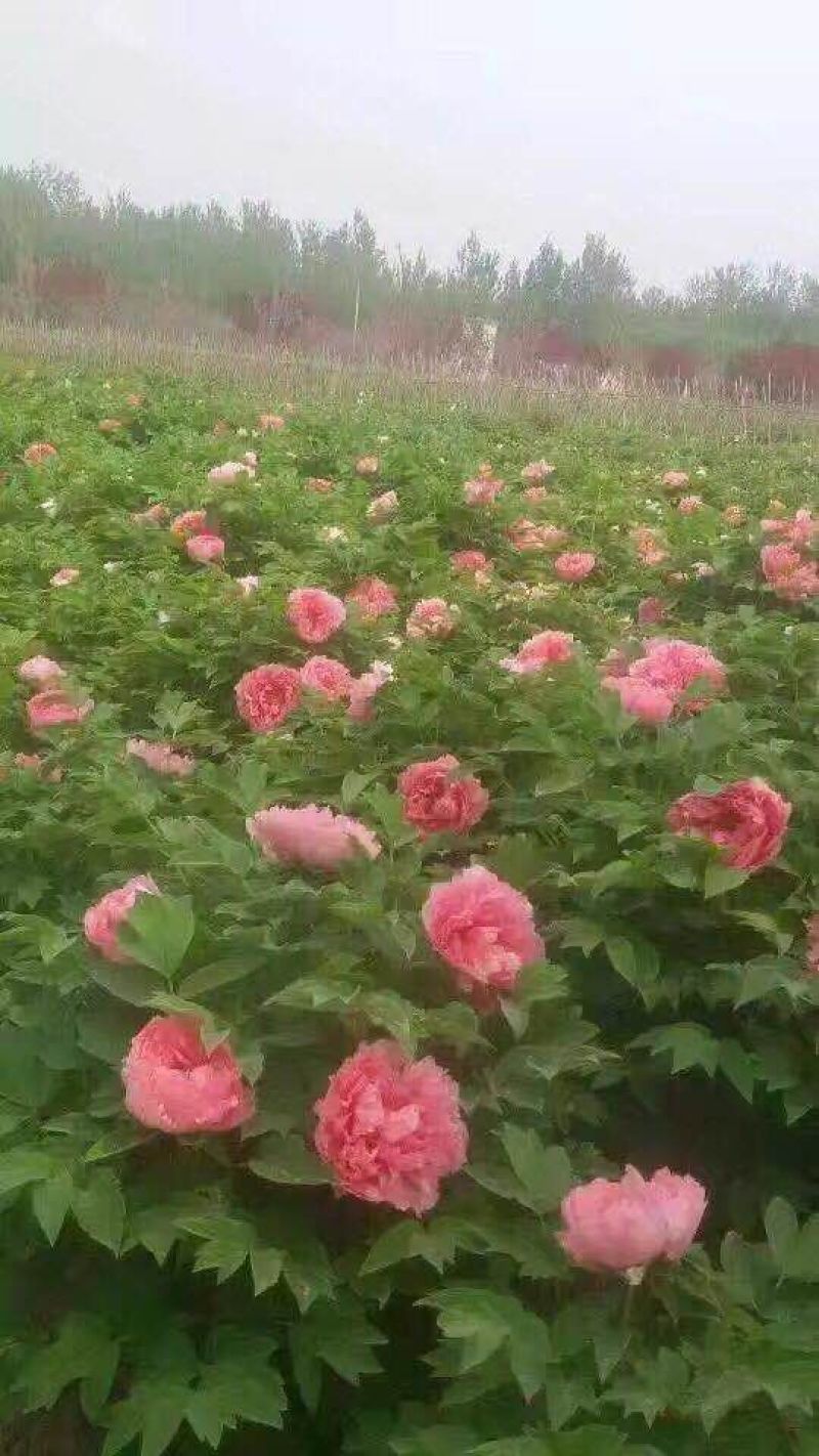 优质牡丹花，包成活包开花牡丹