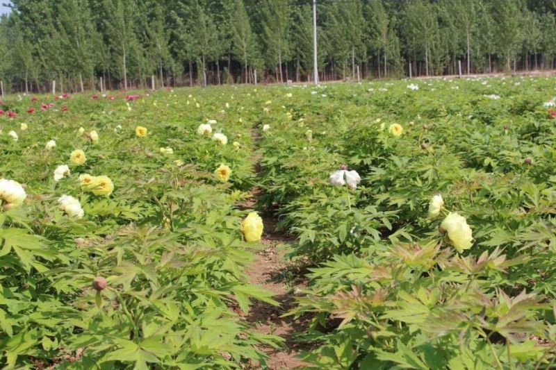 优质牡丹花，包成活包开花牡丹