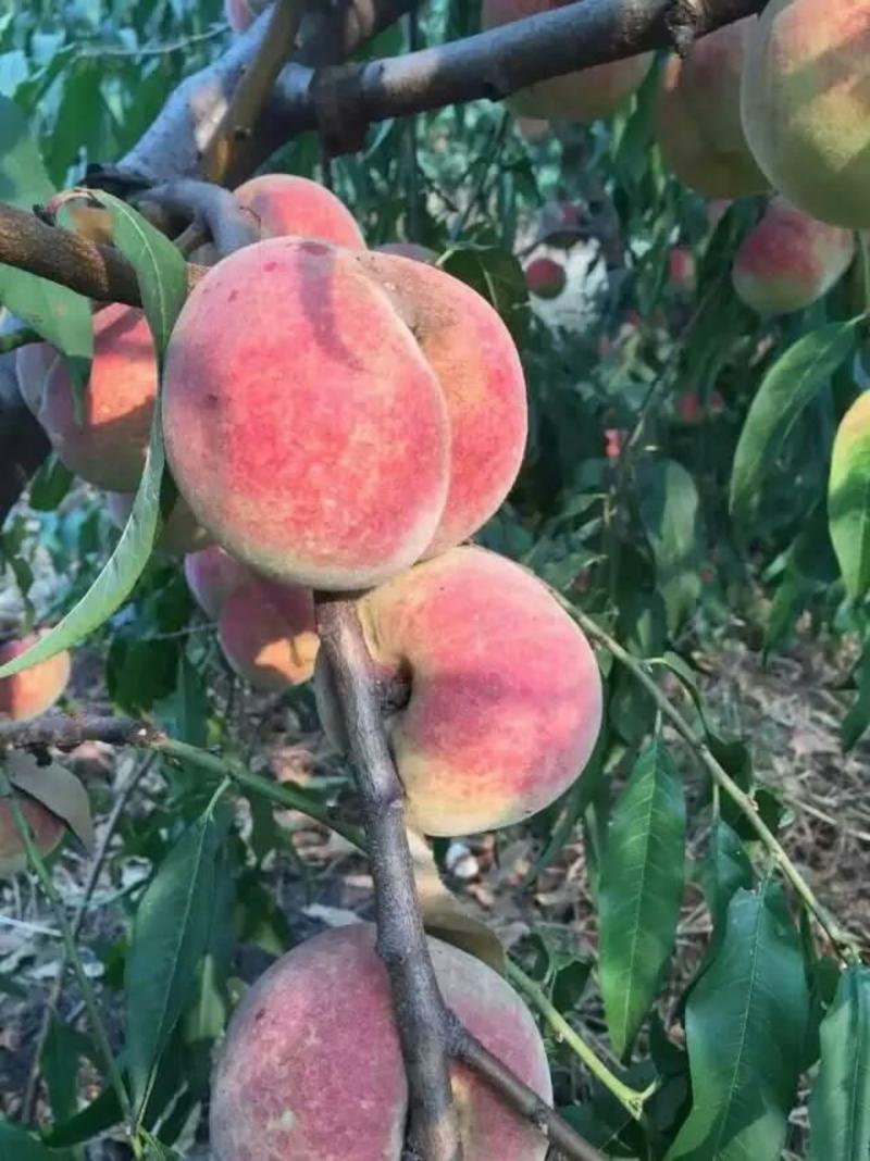 桃树苗油潘系列黄桃系列早中晚熟
