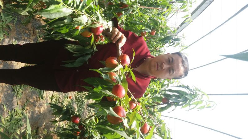 桃树苗油潘系列黄桃系列早中晚熟