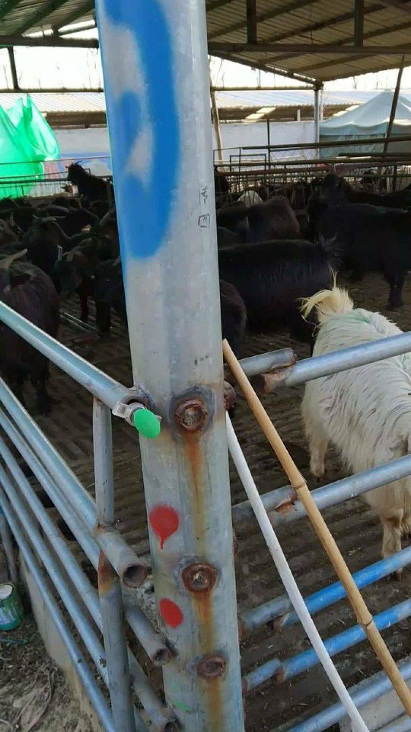 黑山羊常年出售，白山羊，波尔山羊，小尾寒羊，免费送货。
