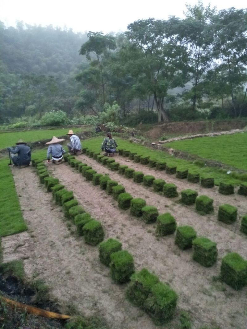 马尼拉草坪