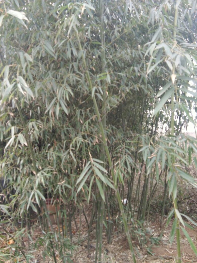 绿竹3~4m