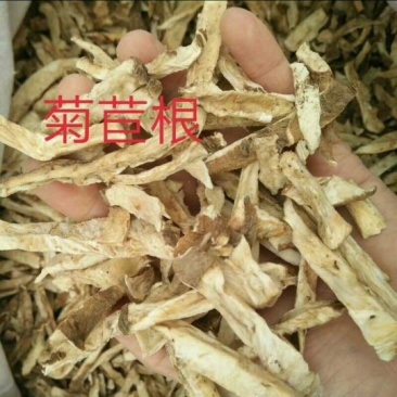 黄芪土黄芪又叫棉花根