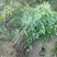 荔枝苗30~50cm