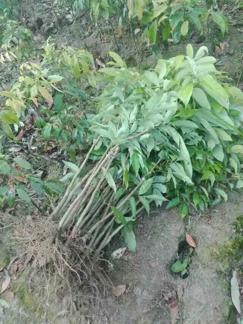 荔枝苗30~50cm