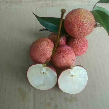 荔枝苗30~50cm